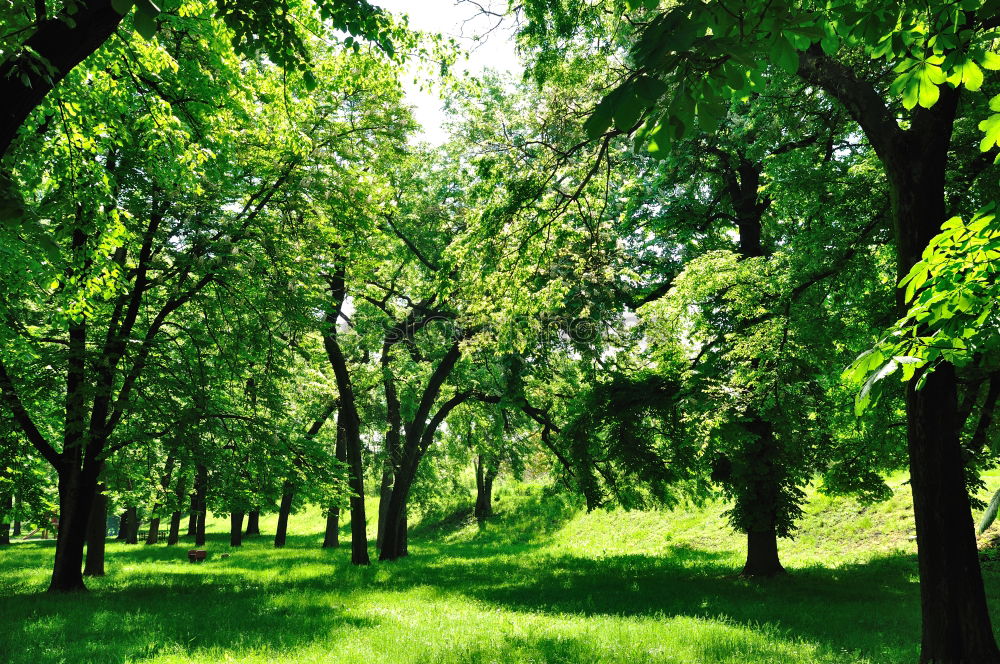 Similar – Image, Stock Photo Grassy path through sunny avenue