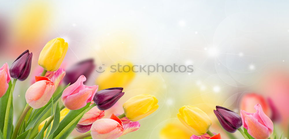 Similar – Image, Stock Photo Pink tulips on light background
