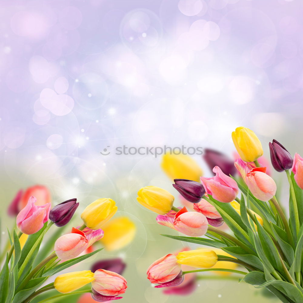 Similar – Image, Stock Photo Watering can with plants and flowers on a garden table