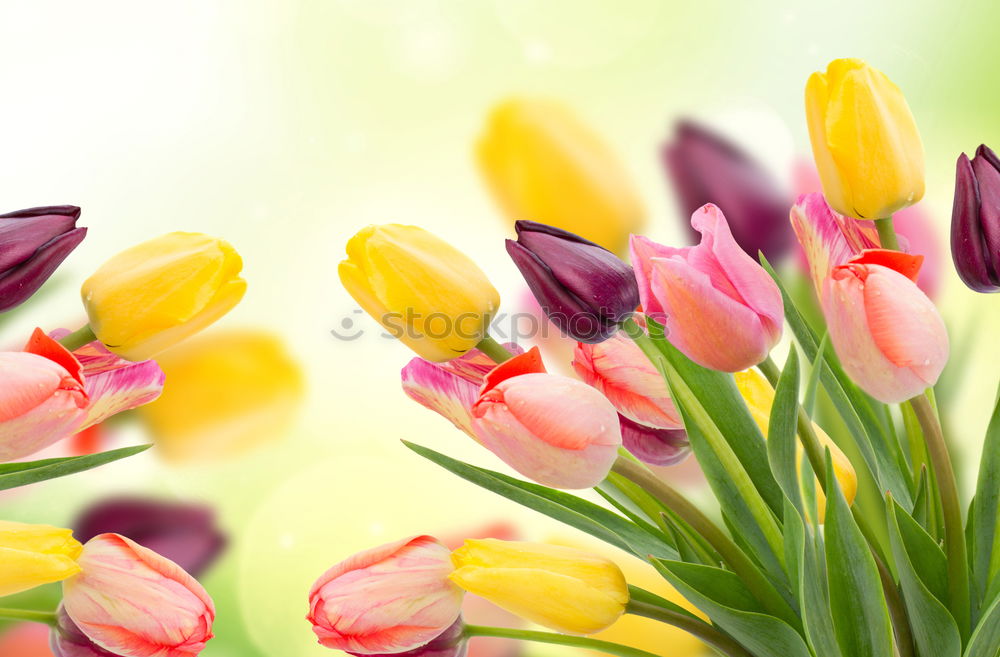 Similar – Image, Stock Photo Spring greeting yellow pink red flowers bouquet of flowers