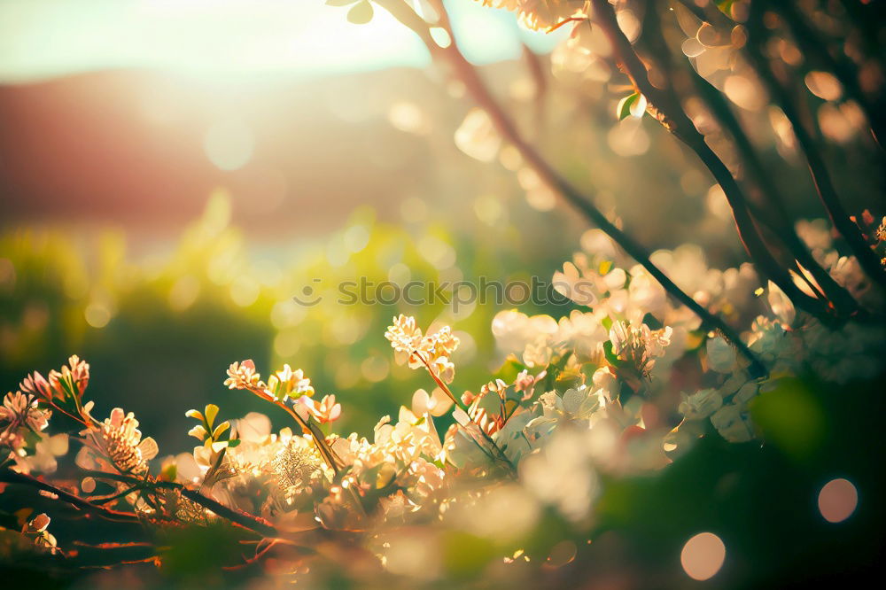 Similar – Image, Stock Photo White Apple Tree Flowers Spring Blossom