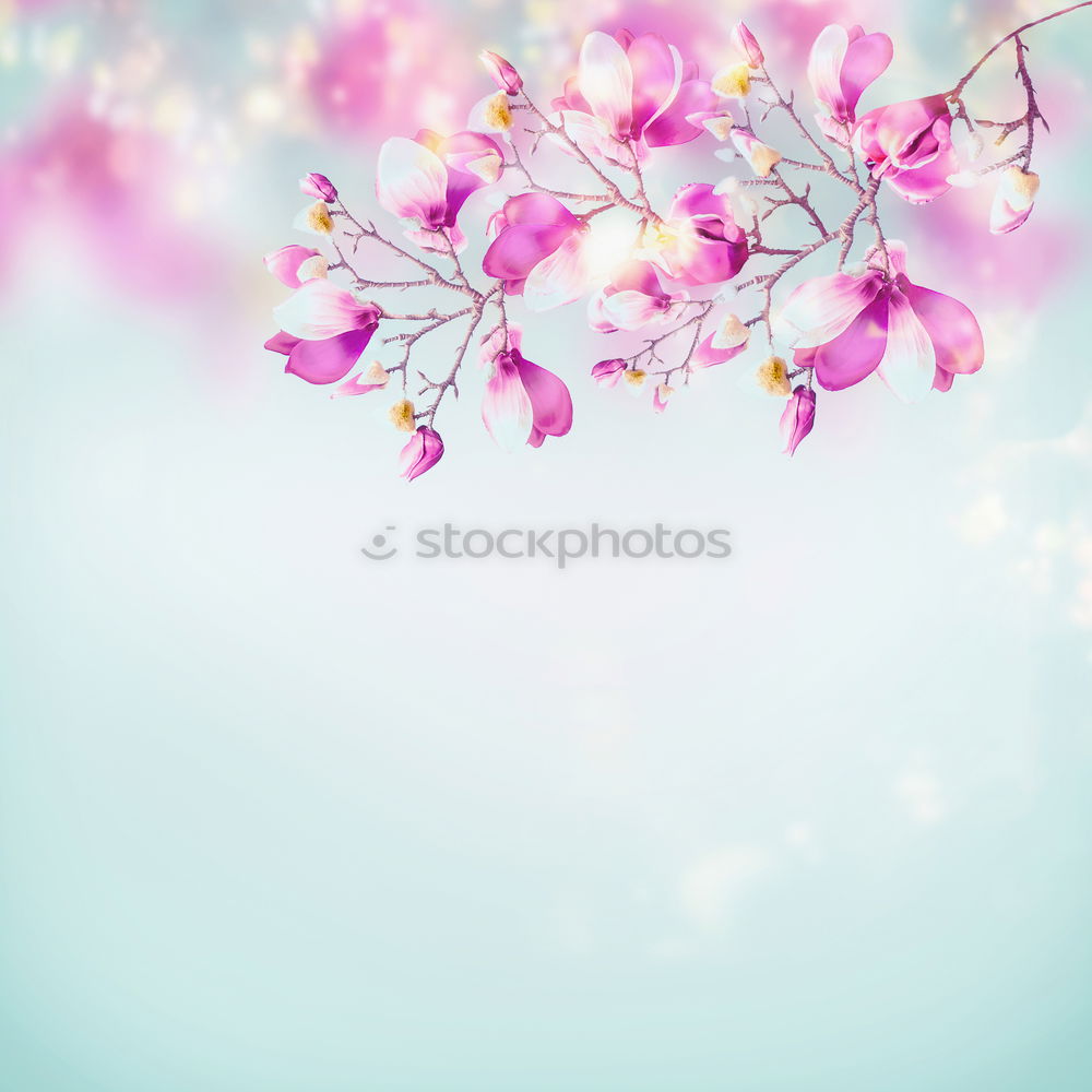 Similar – White spring cherry blossom on blue background