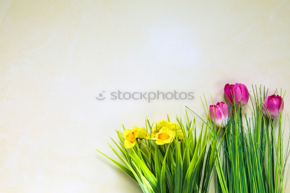 Similar – Image, Stock Photo top of page Tulip