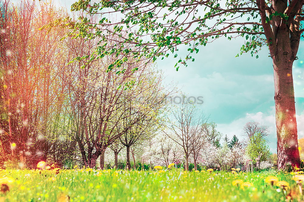 Image, Stock Photo Spring nature. Background with garden or park