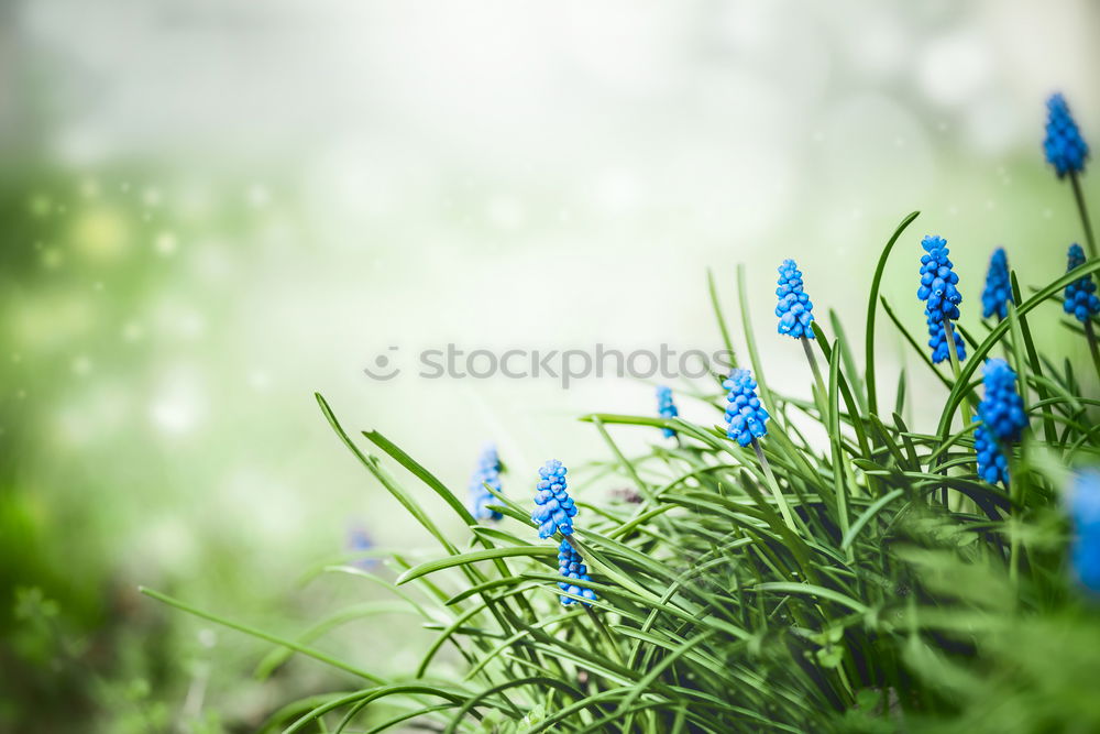 Similar – Image, Stock Photo flower macro Nature