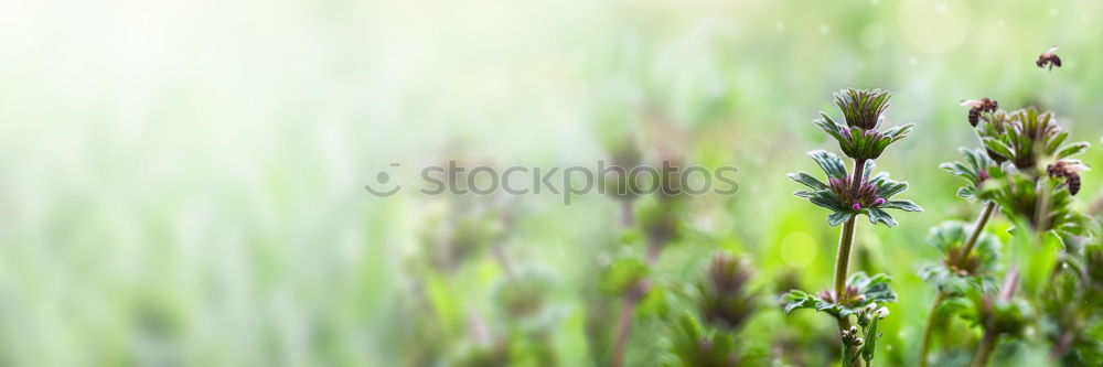 Similar – Image, Stock Photo water lily White Green