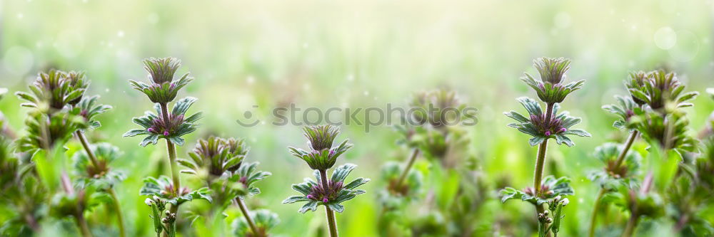 Similar – Image, Stock Photo water lily White Green