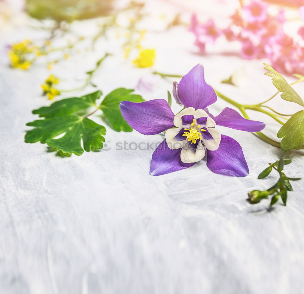 Similar – Striped primrose flowers in a flower pot