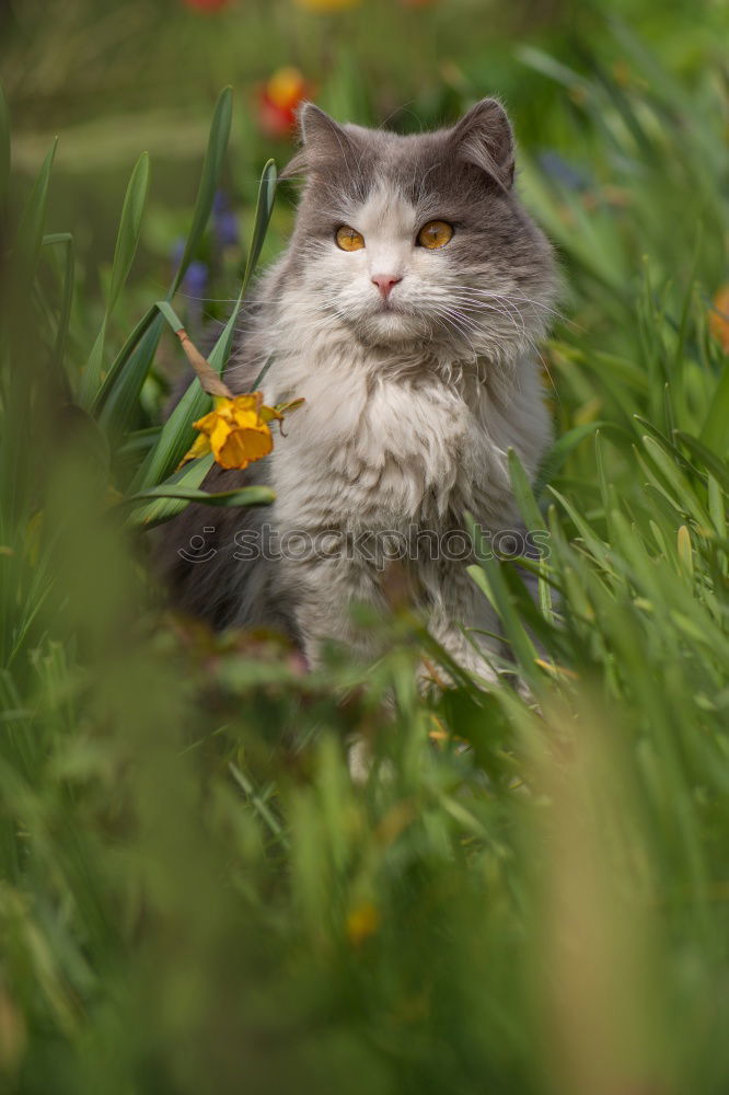 Similar – cornerstone Garden Cat 1