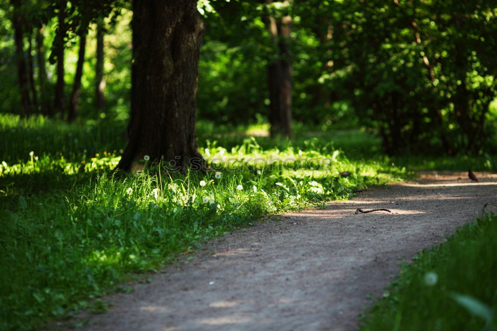 Image, Stock Photo Happy child in the forest