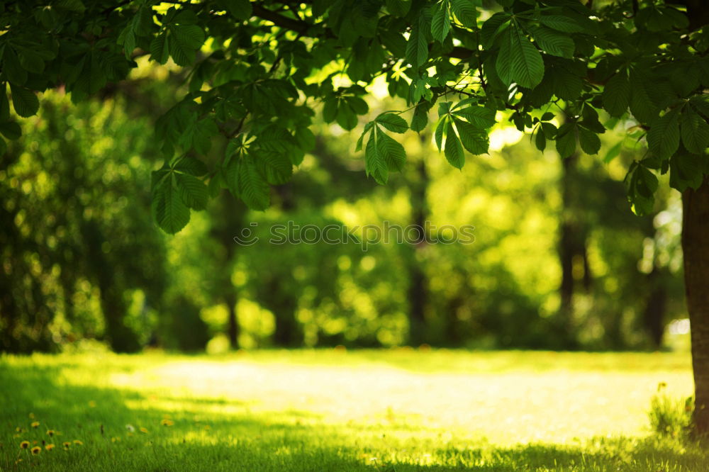 Similar – Image, Stock Photo Orange Garden VIII Art