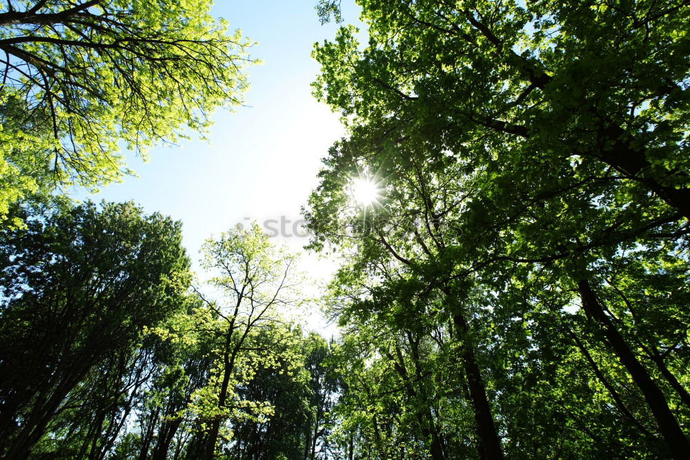 Image, Stock Photo leaf canopy Environment