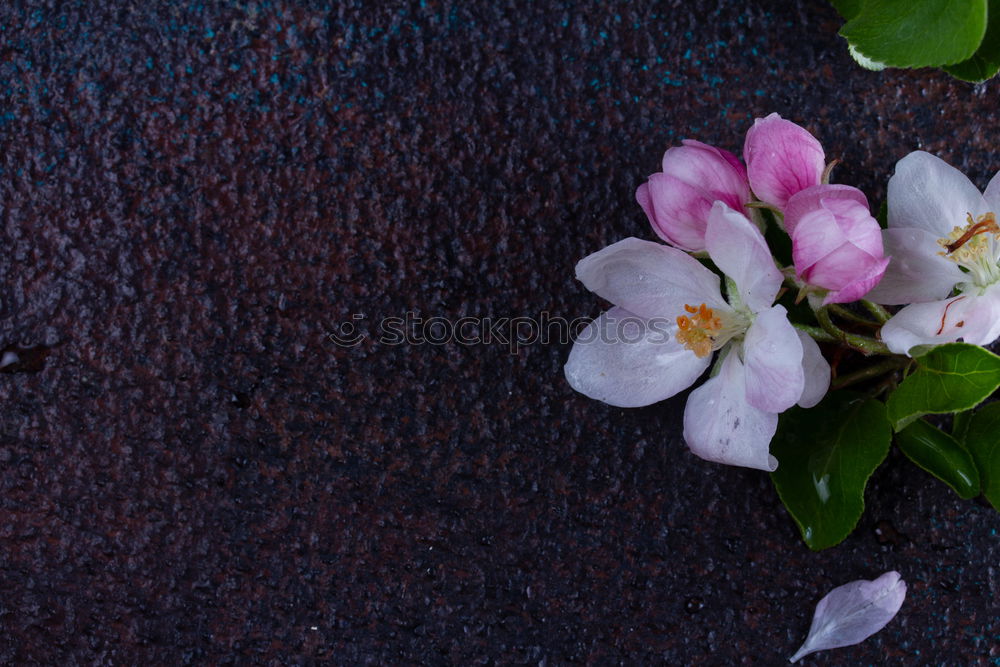 Similar – Image, Stock Photo bouquet of blossoming fruit trees