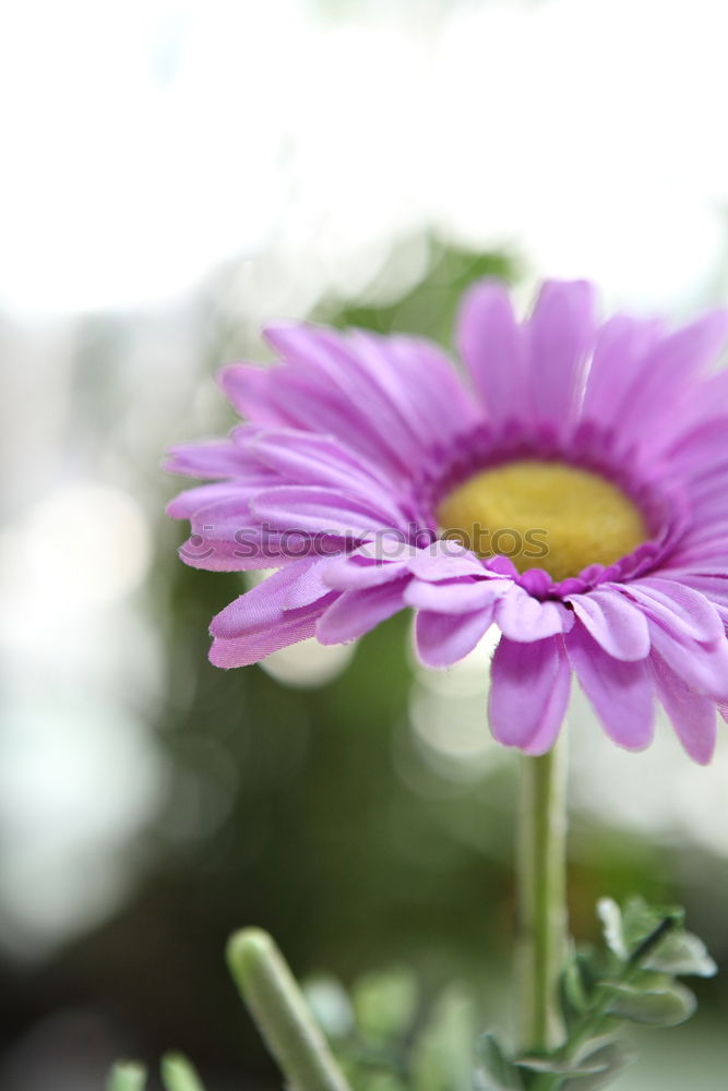 Similar – Image, Stock Photo stepmother Pansy Flowerpot