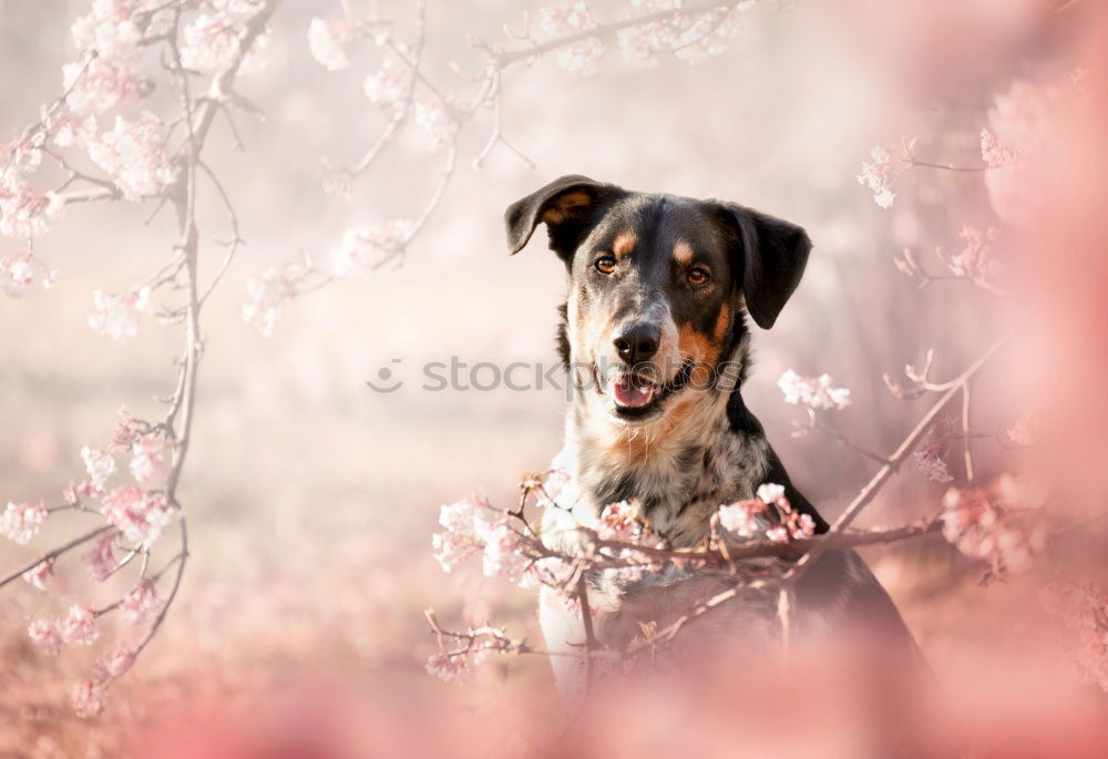 Similar – Image, Stock Photo Where’s the ball? Healthy