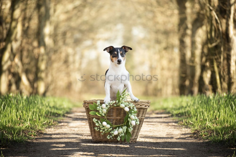 Similar – Image, Stock Photo Yeah, so what? Town Animal