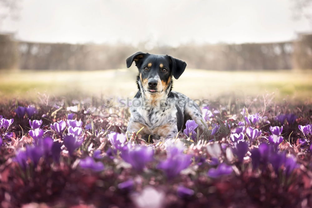 Similar – Girl Photographing Fields