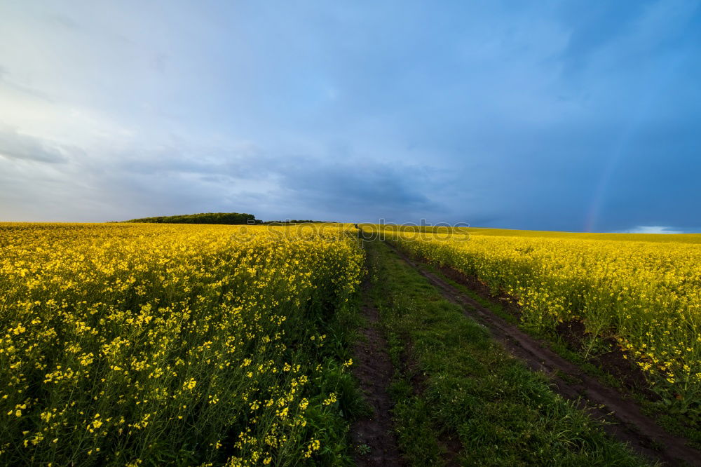 Similar – yellow submarine Nature