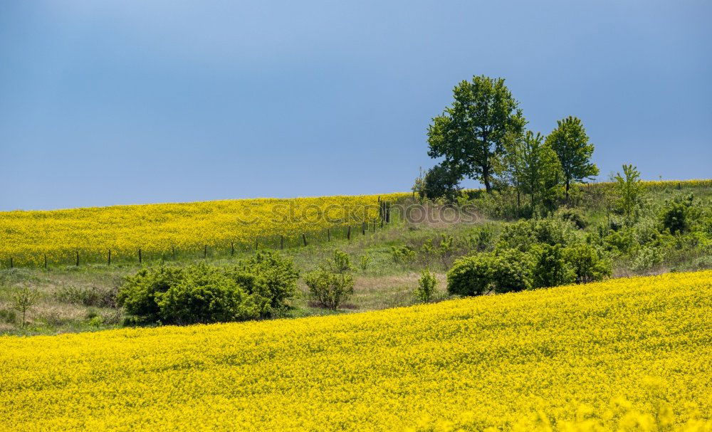 Similar – Image, Stock Photo yellow addiction Canola