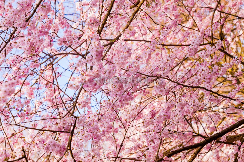 Similar – pink cherry blossom in front of white house