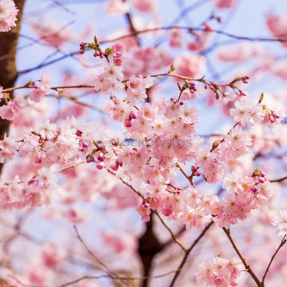 Similar – Image, Stock Photo WHITE vs. PINK Environment