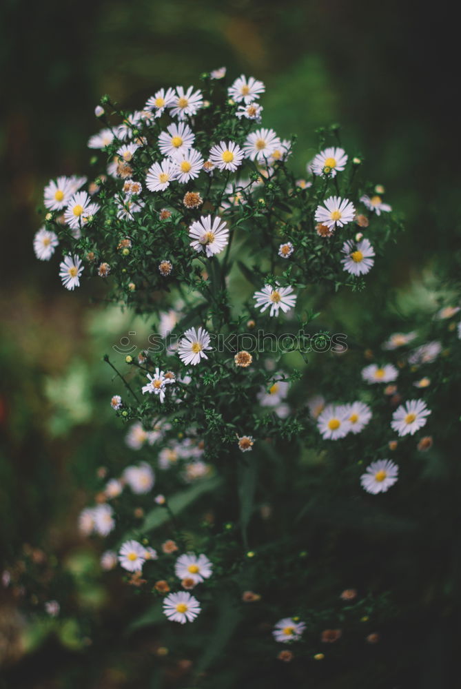 Similar – Image, Stock Photo a single daisy seen from above with its white flower