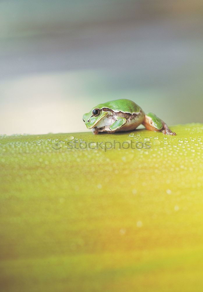 Similar – Young water frog sitting on hand