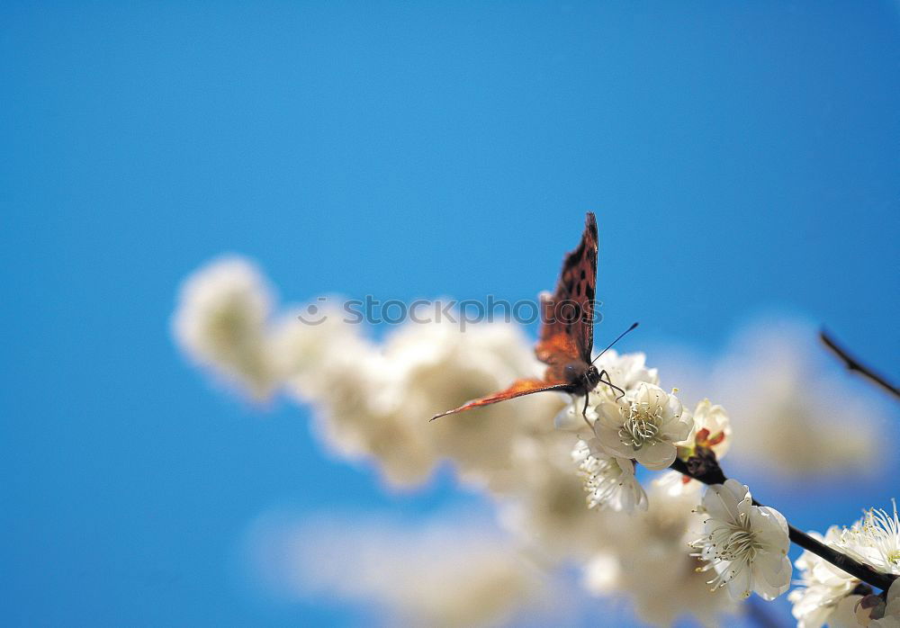 Similar – Hummel im Quadrat Natur