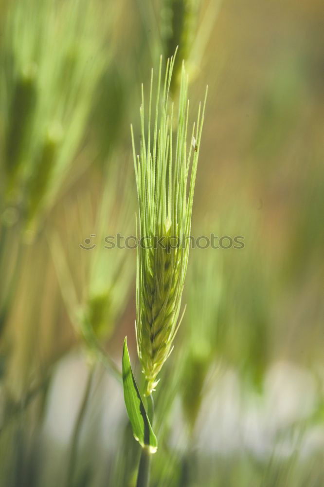 Similar – In Ähren Sommer