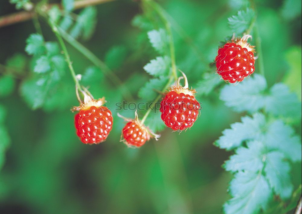 Similar – Image, Stock Photo bomberries Food Fruit