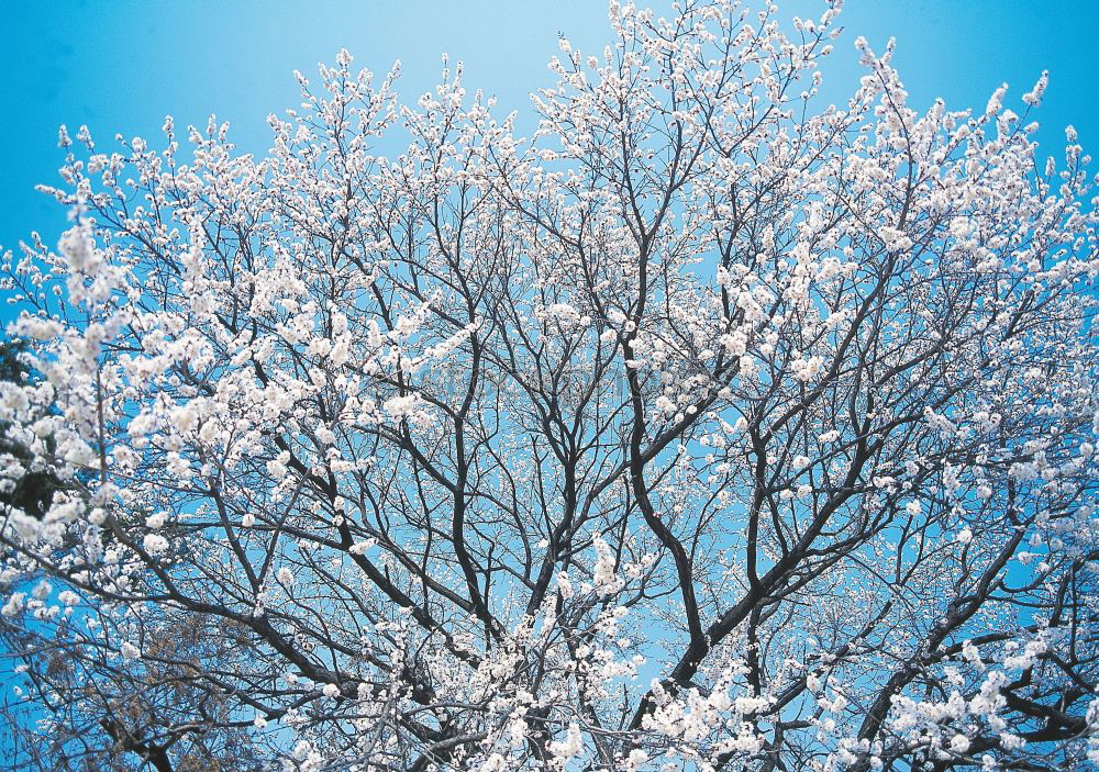 Similar – Foto Bild für Bèla Ausflug Winter