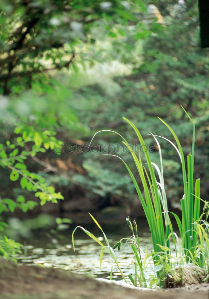 Image, Stock Photo Undergrowth Rowdy Art