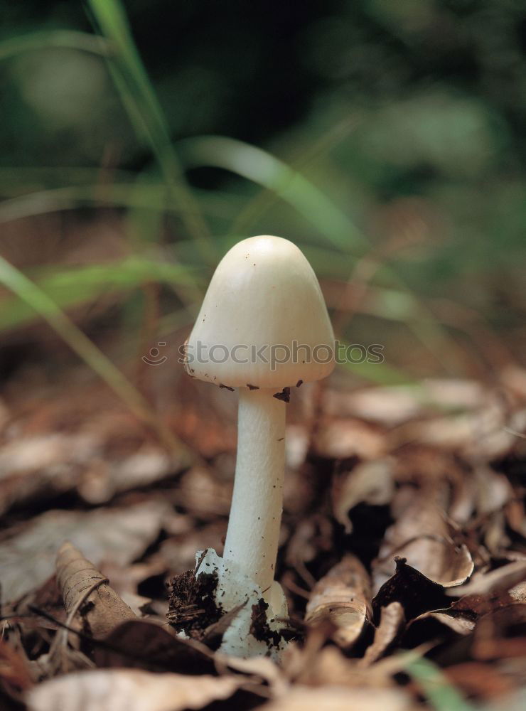 Similar – two little men standing in the forest