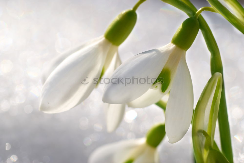 Similar – sun bells Snowdrop Spring