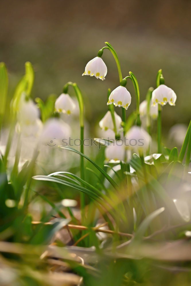 Similar – Image, Stock Photo Forever? Environment