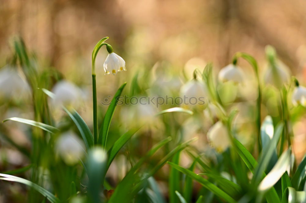 Similar – Image, Stock Photo somehow pure… Snowdrop