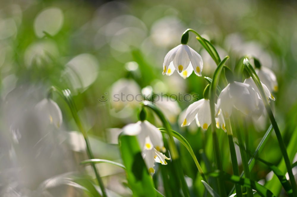 Frühling 2 Schlosspark