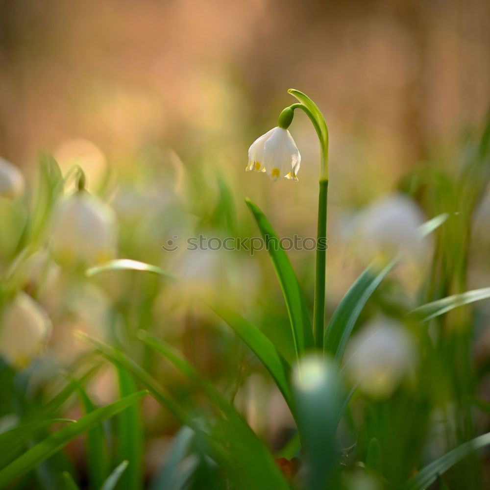 Similar – Image, Stock Photo at the beginning of spring