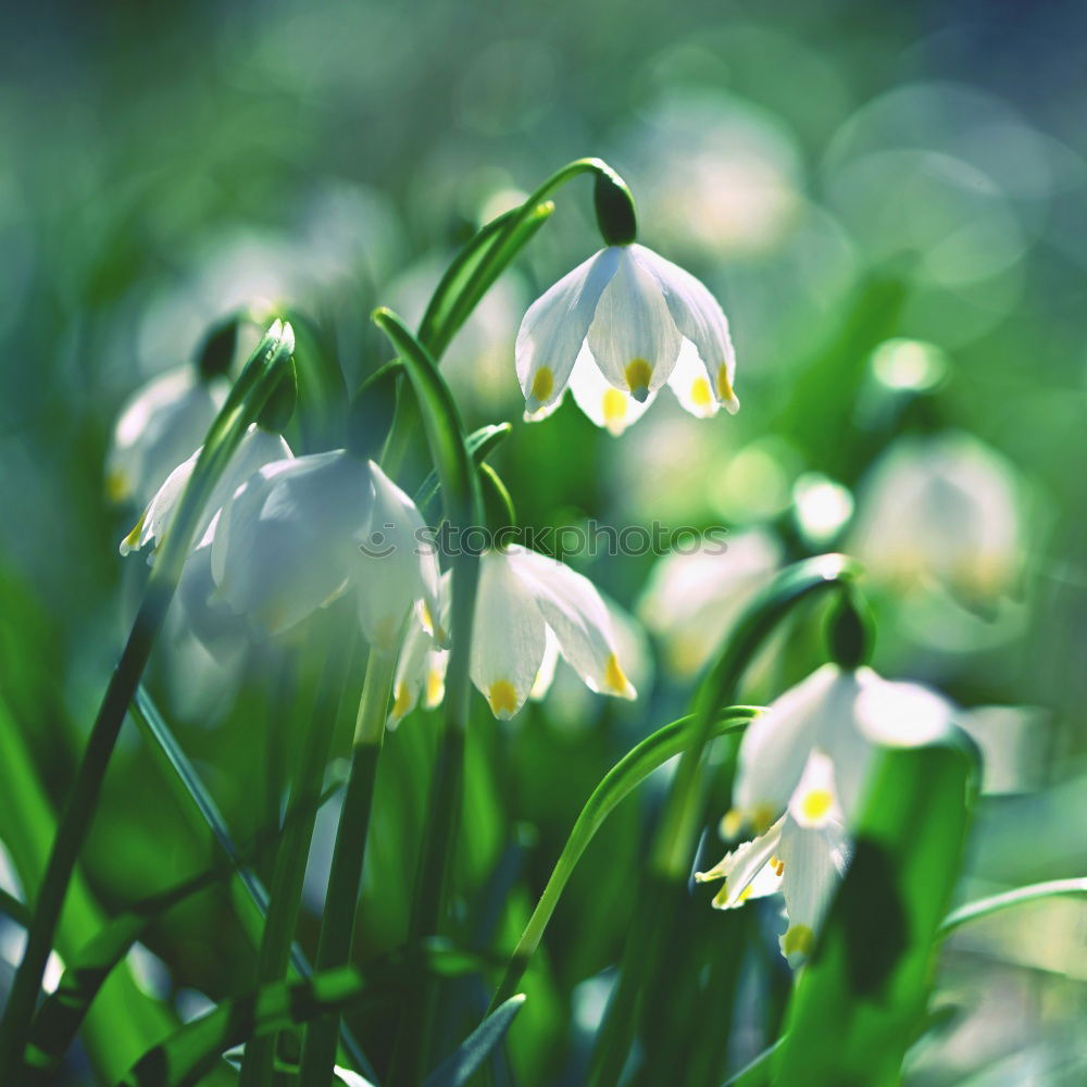 Similar – Schneeglöckchen Frühling