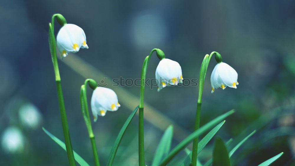 Similar – Image, Stock Photo Seasons | Märzenbecher