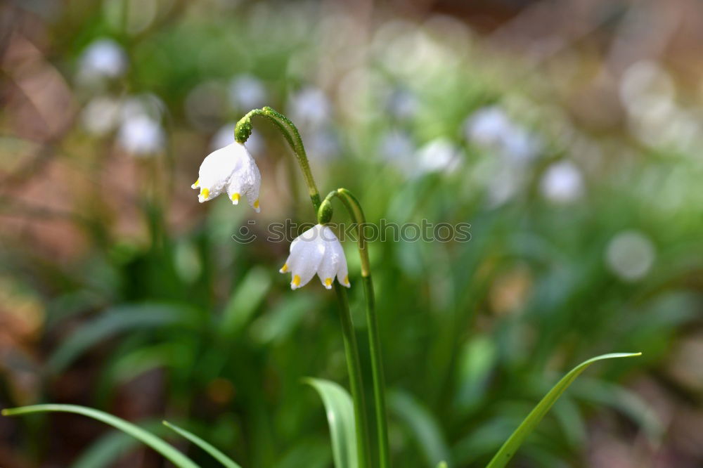 Similar – Frühlingsblumen