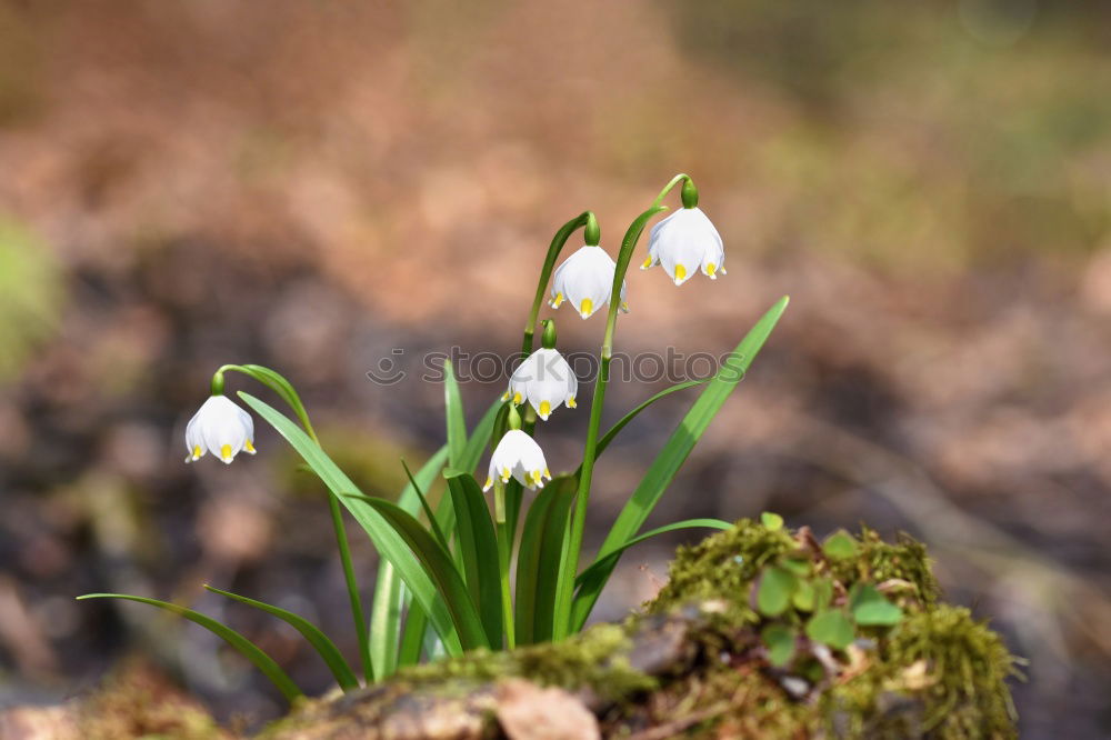 Similar – Image, Stock Photo Märzenbecher in the sunlight