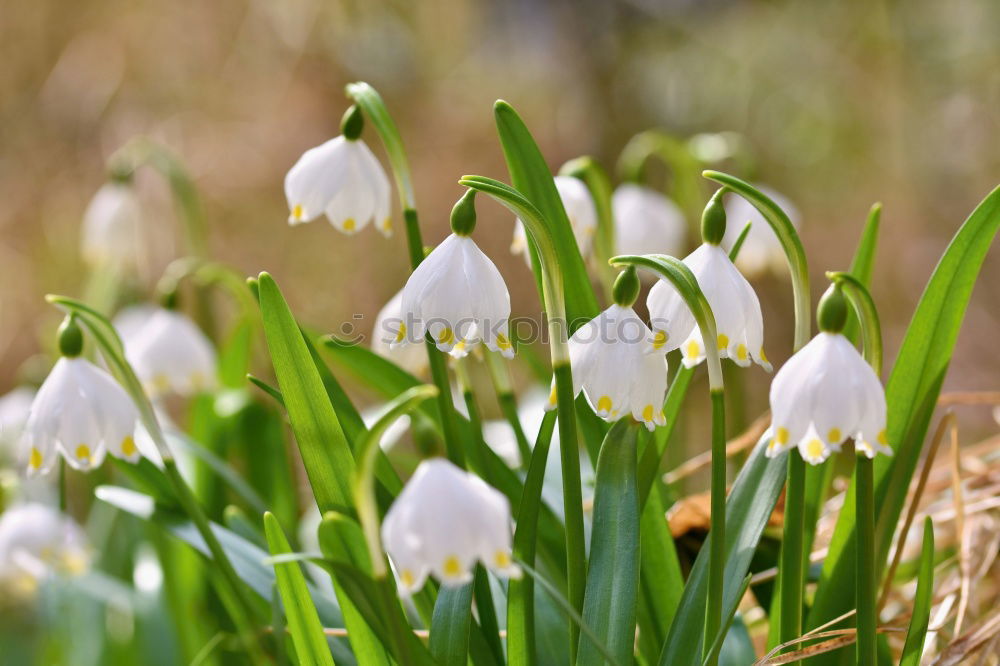 Similar – Image, Stock Photo spring Plant Spring
