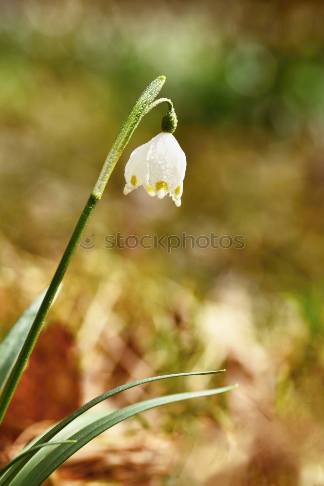 Similar – Image, Stock Photo delicate snowdrops