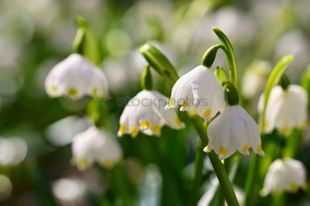 Similar – Image, Stock Photo sea of spring Environment