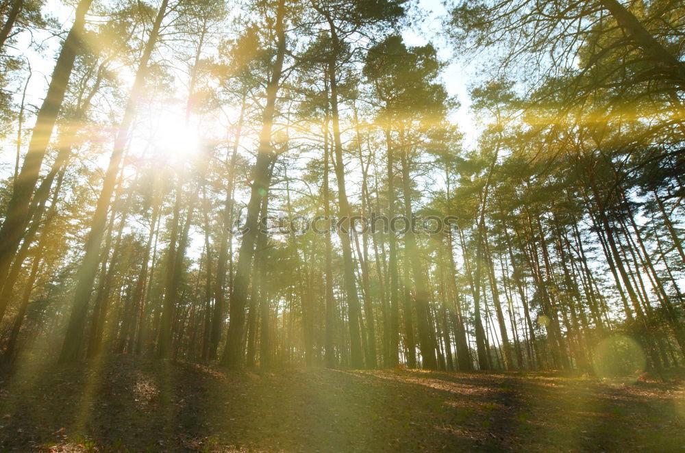 Similar – Forest on the background of the sun’s rays in the spring