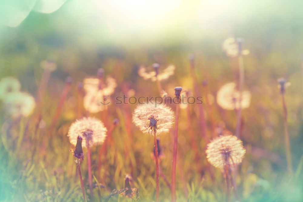 Similar – Image, Stock Photo backlit summer meadow