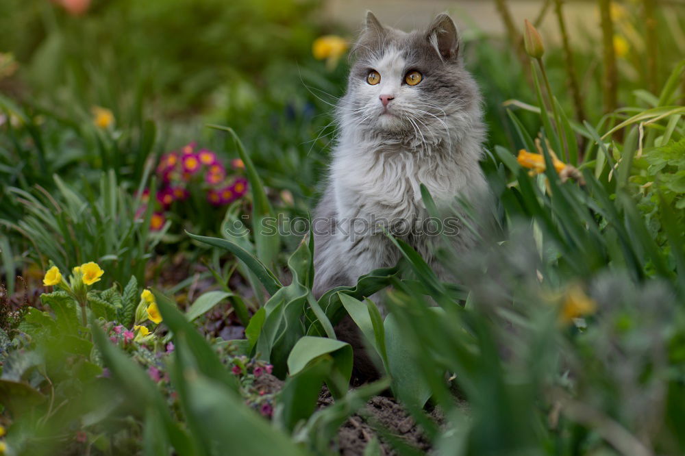 Similar – Image, Stock Photo Cat in Happiness Nature