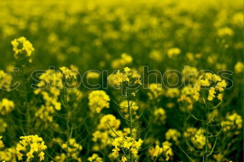 mellow yellow Umwelt Natur