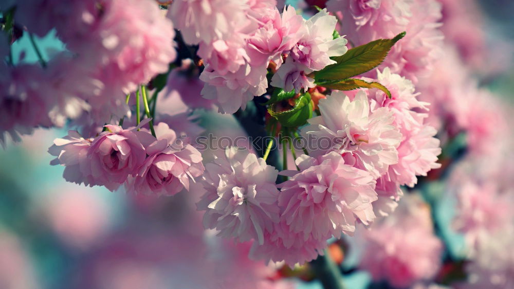 Similar – cherry blossom Environment